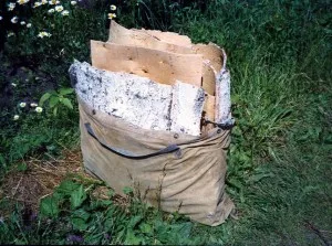 Couches d'ecorce de bouleau cueillies et empilees, pretes pour l'artisanat de la beresta