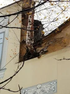 Bouleau poussant a travers un mur a Saint-Petersbourg, illustrant la resilience de cet arbre
