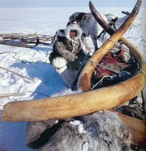 Defenses de mammouth en Yakoutie, Siberie