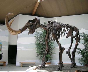 squelette de mammouth