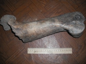un fraguement d'un os de mammouth